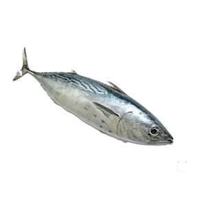 Pescado Gema Congelado IQF de Aguas Profundas, Alto en Proteínas, Carne Blanca, Calidad Premium, Suministro a Granel para Restaurantes, Exportación, Limpio, Envasado, Bajo en Carbohidratos - Product Image 2