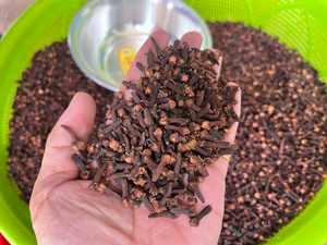 Clavos secos de alto estándar/hierba de clavo/brotes de clavo hechos en Vietnam con precio barato - Product Image 3