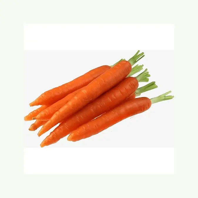 Tanaman baru wortel segar Murah berkualitas tinggi