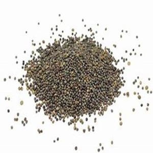 Livraison en gros de graines de canola biologique pur disponibles au prix du marché - Product Image 2