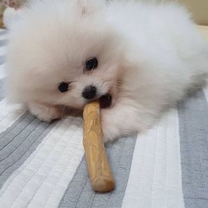 Duradero y duradero café madera perro masticar VIET FARGIMEX - Product Image 6