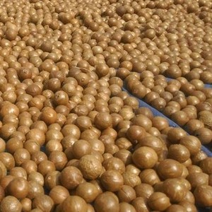 เม็ดมะคาเดเมียธรรมชาติคุณภาพสูง พรีเมียม เหมาะสำหรับของว่าง เบเกอรี่ ขนมหวาน และอุตสาหกรรมอาหาร ขายส่งจากเวียดนาม - Product Image 6