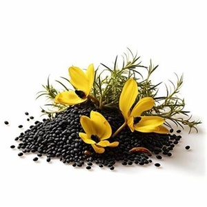 Graines de canola de qualité supérieure à vendre à des prix compétitifs - Product Image 2