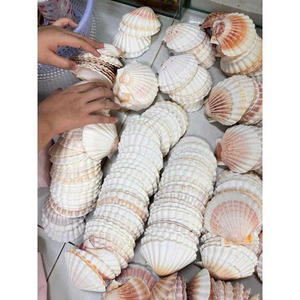 Conchas de vieira grandes y pulidas diseñadas para la presentación de alimentos gourmet y para servir en restaurantes elegantes de estilo mediterráneo. - Product Image 3