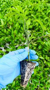 Venta directa de sustrato de siembra de turba musgo, bandeja de enchufe, sustrato de propagación de plantas - Product Image 3