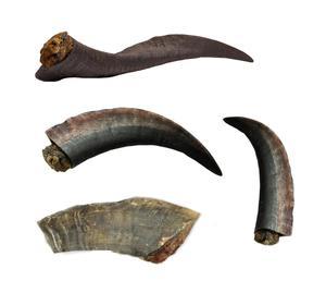 Corne de bélier authentique faite à la main Shofar-Style animal sculpté technique matériau organique-fournisseurs et fabricants de l'Inde - Product Image 4