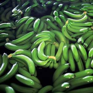 Bananes Cavendish fraîches de qualité supérieure - Qualité d'exportation de classe I - Approvisionnement en vrac - Product Image 6