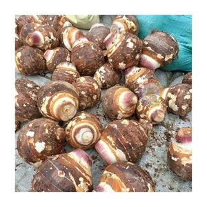 เผือกสดจากฟาร์มจีน2025เก็บเกี่ยวใหม่ - Product Image 2