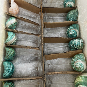 Copa de Vino con Diseño Natural de Concha sobre Tallo de Vidrio Transparente, Hecha en Vietnam, para Decoración de Mesa Estética y Bebidas, Regalos Corporativos - Product Image 2