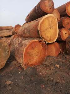 Troncos de madera de pino |   Troncos de Madera de Calidad: Madera de Teca / Troncos de Madera de Roble / Troncos de Eucalipto - Troncos de Teca, Madera Aserrada - Product Image 2