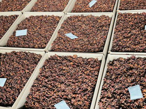 Auténtico anís estrellado vietnamita de Primavera/otoño 100% PROVINCIA DE Lang Son 10kgs/cartón; suministro de alto volumen a precios razonables - Product Image 4