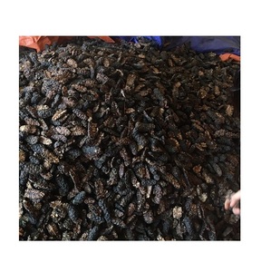 ใหม่ล่าสุดพรีเมี่ยมที่มีคุณภาพสูงธรรมชาติที่ดีแห้งโนนิจากเวียดนาม - Product Image 2