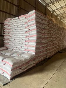 Haricots Pinto de Pologne Pureté minimale 98% 1kg Pack - Product Image 2