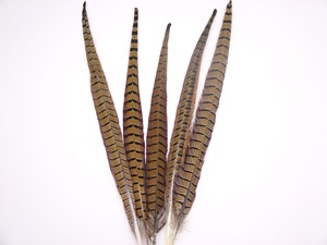 Plumas de Cola de Faisán Reeves Naturales de Alta Calidad, de 20-150 cm, Plumas Grandes - Product Image 2