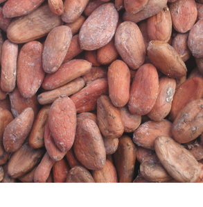 Fèves de cacao de haute qualité, poudre de cacao, beurre de cacao / cacao / fève de chocolat torréfiée, variété Forastero, 25 kg, 8 % max. - Product Image 4