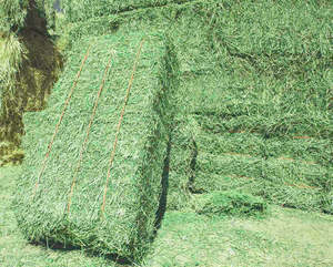 Foin d'alfalfa de qualité supérieure pour chevaux, bovins, poissons, qualité alimentaire, grade A, 25 kg/sac - Product Image 1