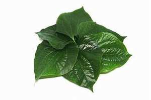 PIPER CONGELÉ DE QUALITÉ SUPÉRIEURE LOTLOT FEUILLE SAUVAGE RÉCOLTÉE PROPRE ÉTIQUETTE SOUTIEN STYLE DE VIE SAIN CHOIX VEGAN - Product Image 5