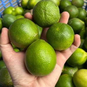 FRUTA ENTERA DE LIMA VERDE CONGELADA CON SABOR FRESCO PROVEEDOR GRANEL DE VIETNAM - Product Image 1