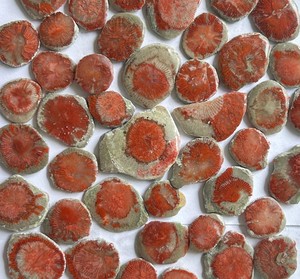 Wholesale Natural Red Horn Coral Polished Loose Gemstone with Both Sides Shiny Jewelry Stone at Competitive Price - Product Image 1