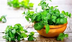 Hierbas enteras a base de plantas con hojas de menta secas naturales para la fabricación de alimentos saludables y el cuidado del sistema inmunológico - Product Image 6