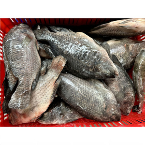 Poisson Tilapia rouge congelé |   Tilapia rouge en gros |   Production Y Élevage de Tilapia |   Exportateur - Product Image 1