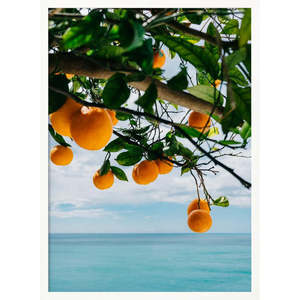 Oranges de la Côte d'Amalfi IV, style design, produit côtier - Product Image 3