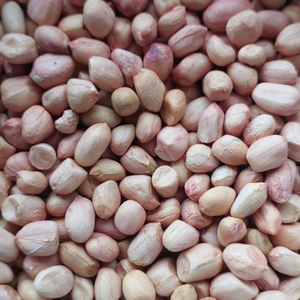 ถั่วลิสงจาวาอบแห้งพรีเมียม ปลอดจีเอ็มโอ ไขมันต่ำ โปรตีนสูง สีน้ำตาลทอง ขนาดจัมโบ้ จำหน่ายส่ง คุณภาพสูง ถั่วลิสงธรรมชาติ - Product Image 5