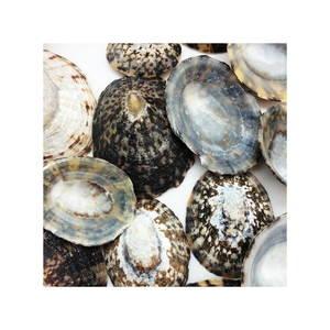 Concha de limpiapiedras, la más vendida, limpia y procesada para la elaboración profesional de arte y manualidades, y material único para el estilo de hogar con temática costera. - Product Image 3