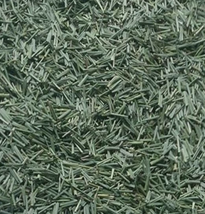 Hojas de eneldo secas al sol naturales, ingrediente aromático para condimentos de alimentos y proveedor de mezcla de especias de Vietnam - Product Image 2