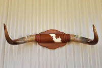 Grandes cornes Doble polies taureau longhorn monté taxidermie sud Art autochtone Cowboy pays bétail Ranch ferme mât qualité