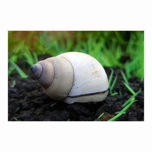 Escargots africains surgelés, produit de la mer de qualité supérieure, traitement hygiénique, longue durée de conservation - Product Image 1