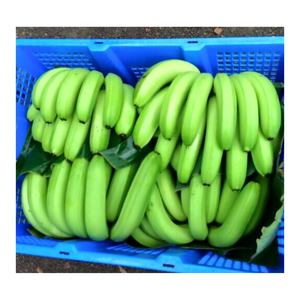 Dulce Cavendish Vietnamita Cavendish La mejor opción Cavendish Bananas: pura bondad de 99 DATOS DE ORO - Product Image 3