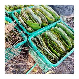 Hojas de plátano congeladas Exportación a granel-Hoja de plátano fresca 100% Material de envoltura natural para cocinar, empacar y distribuir - Product Image 3