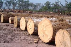 Premium Ayous Sawn Timber Hardwood Lumber <b>Planks</b> Eco-Friendly Water Resistant 2-Year Warranty Quality <b>Wood</b> Stock Traditional - Product Image 2