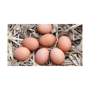 MEJOR calidad Huevos de gallina marrón Venta al por mayor Alto fabricante nuevo Mejor material Con tarifa barata - Product Image 2