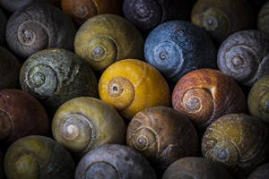 Concha de Caracol Vietnamita de Gran Tamaño, Tamaño 7-9 cm, Disponible en Stock, Conchas de Caracoles Pulidas para Manualidades y Festivales a Partir de 99 GD - Product Image 3