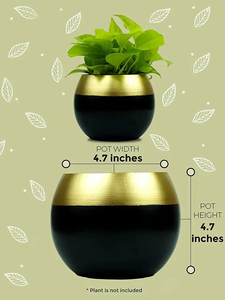 Vàng Đen mọng nước trồng làm cho nó hoàn hảo cho bàn kệ Bàn cà phê hoặc tặng quà. - Product Image 5