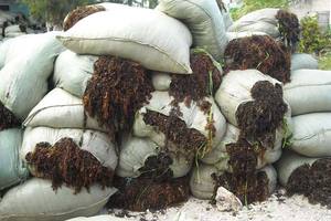 Sargassum crudo al mejor precio de Vietnam con alta calidad/Shyn Tran - Product Image 4