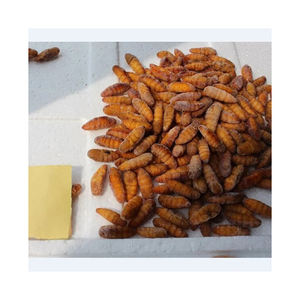 Ver à soie congelé Chrysalis Nourriture pour animaux de compagnie 1kg Pupes séchées dans un sac sec de stockage sans gluten pour les bovins - Product Image 6