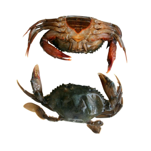 Hot Bán Sống Bùn Cua Màu Xanh Đông Lạnh Kosher Vàng Cua Thịt Kệ Xuất Xứ Loại Cuộc Sống Loạt Các Sản Phẩm Nơi Mô Hình Carton Gmp - Product Image 5