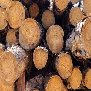 Compre troncos redondos Mussivi Mussibi de EE. UU. Entrega rápida Madera rugosa natural cruda de calidad premium - Product Image 4