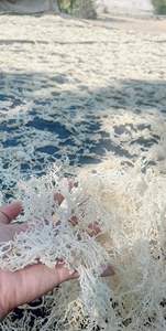 High Quality Non-GMO Gluten-Free Irish Sea <b>Moss</b> Cottini <b>Dried</b> Sargassum Gold Irish <b>Moss</b> High Quality Seaweed/ ANNA DO VILACONIC - Product Image 4