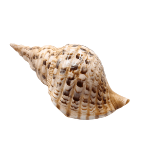 Venta al por mayor Pulido Triton Trompeta Shell (Charonia Tritonis) Elegante Decorativo Amor Característica - Product Image 1