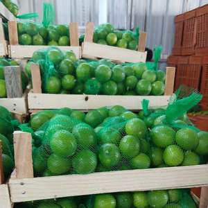 Limón Fresco Sin Semillas/ Limón Verde Sin Semillas, Rico en Nutrientes - Product Image 6