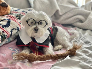 Juguetes para Mascotas de Alta Calidad de Vietnam, Hechos 100% de Fibra de Coco, Juguetes Masticables para Perros con Bola y Cuerda para Limpiar los Dientes, de HOANG LINH SG - Product Image 5