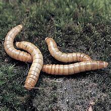 FÓRMULA BOTÁNICA PURA DE GUSANA CON HOJA DE TERMINALIA CATAPPA PARA APOYO INMUNE - Product Image 2