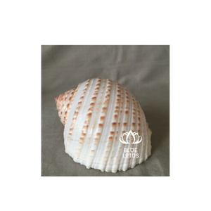 Tun manchado de concha de mar de alta calidad para decoración del hogar y artesanías creativas - Product Image 1