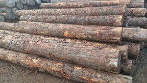 Douglas Fir Logs for Slats and Panels Douglas Fir Logs for High-End Wood Products Douglas Fir Logs for Fine Carpentry - Product Image 2