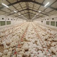 Système d'élevage au sol entièrement automatique à haute efficacité pour poulets de chair, équipement complet d'élevage avicole