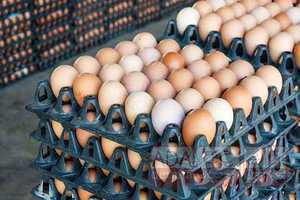 Huevos para incubar <span class=keywords><strong>Ross</strong></span> <span class=keywords><strong>308</strong></span> y Cobb 500 y huevos de mesa de pollo frescos - Product Image 5